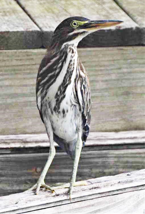 green heron